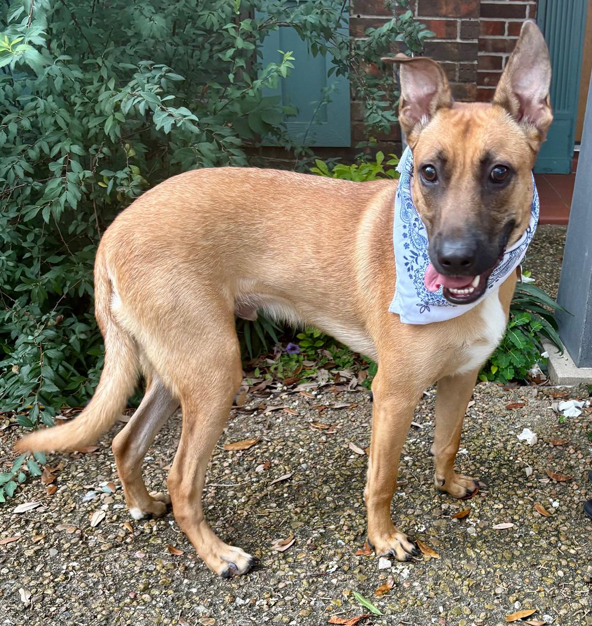 WENDALL - GORGEOUS BOY! — thumbnail 2