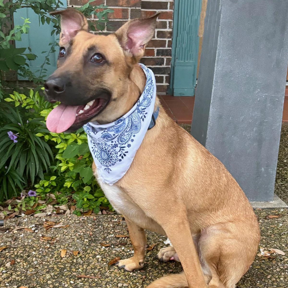 WENDALL - GORGEOUS BOY! — thumbnail 4