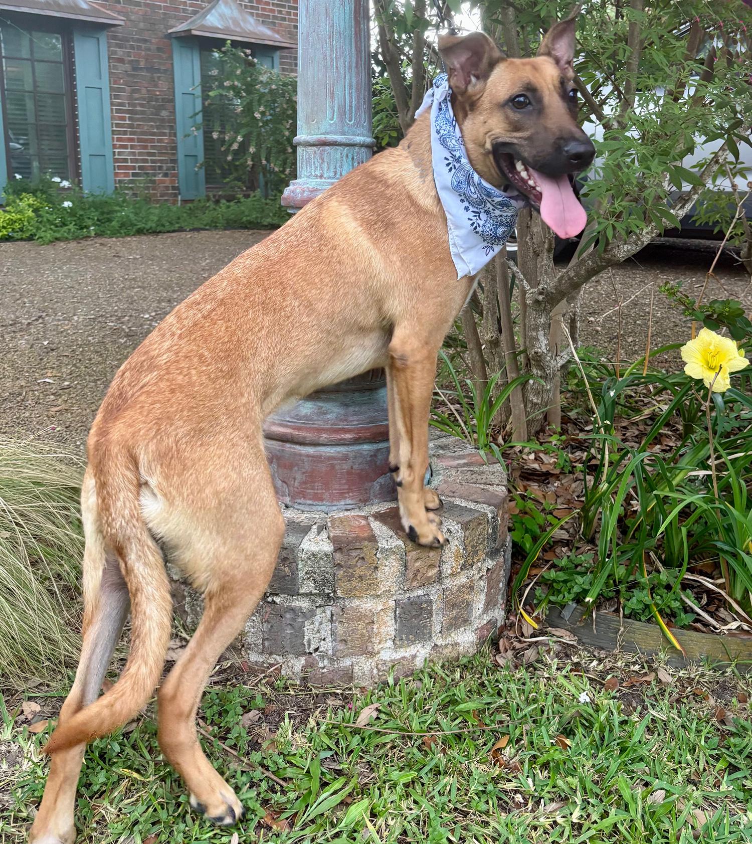 WENDALL - GORGEOUS BOY! — thumbnail 6