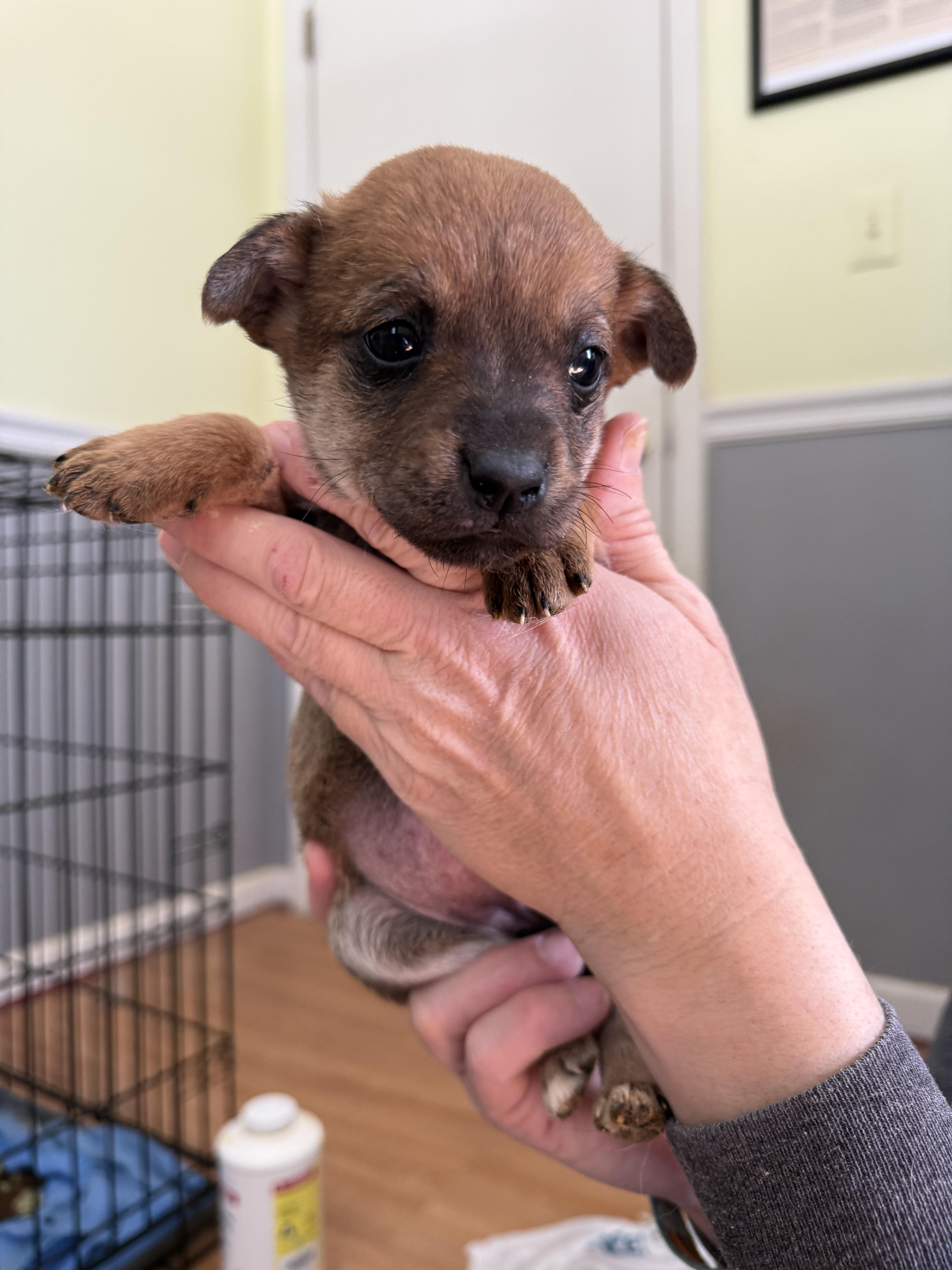 Feta, Adopted, Puppy Female Pug & Chihuahua.