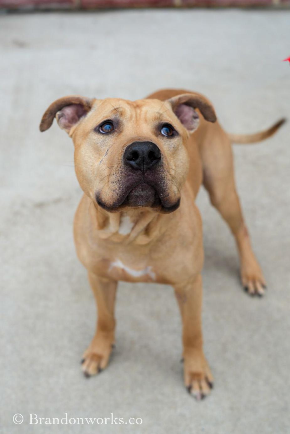 Enlarge Bucky *UPDATED BIO & PICS*, an adoptable mixed breed in Stafford, VA image 4/6