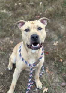 Enlarge Bucky ** in Foster Home**, an adoptable mixed breed in Stafford, VA image 1/1