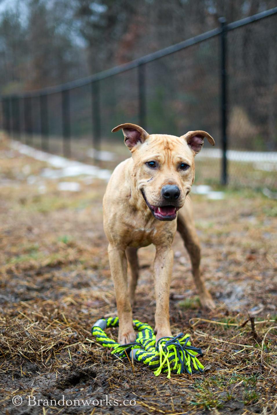 Bucky *UPDATED BIO & PICS*, adoptable, Young Male Pit Bull Terrier.