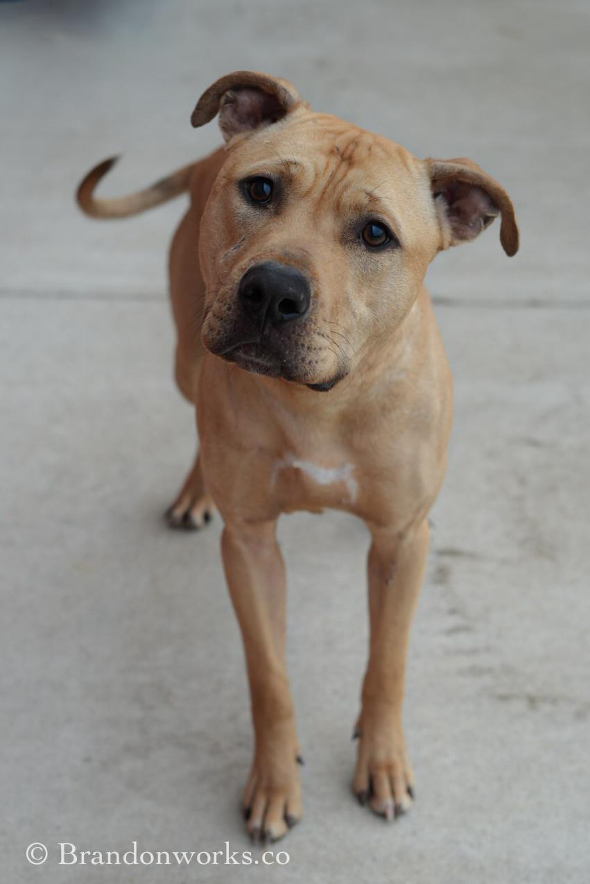 Enlarge Bucky *UPDATED BIO & PICS*, an adoptable mixed breed in Stafford, VA image 6/6