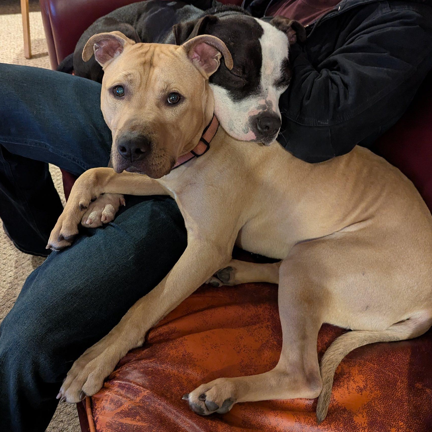 Enlarge Bucky *UPDATED BIO & PICS*, an adoptable mixed breed in Stafford, VA image 2/6