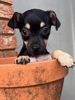 THUNDER, ADOPTABLE, Puppy Male Chihuahua.
