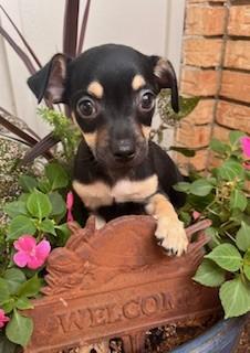 Enlarge THUNDER, a ADOPTABLE mixed breed in fort worth, TX image 2/2