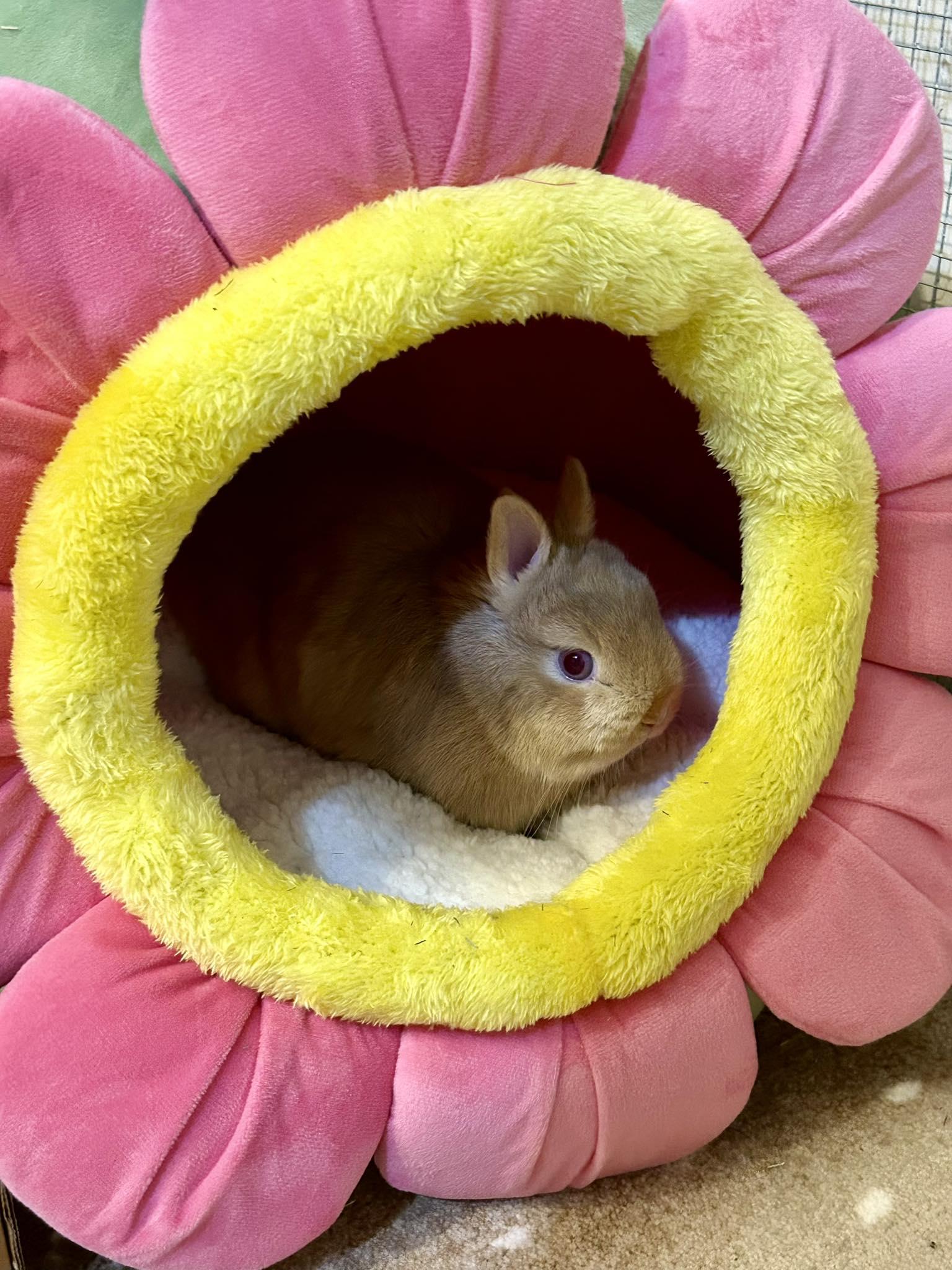 Cornflower, Adopted, Young Female Netherland Dwarf.