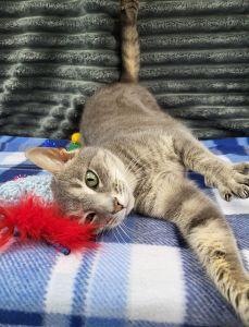 Enlarge Kiki, a ADOPTABLE Domestic Short Hair in Bucyrus, OH image 2/3