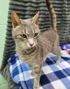 Enlarge Kiki, a ADOPTABLE Domestic Short Hair in Bucyrus, OH image 3/3