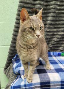Enlarge Kiki, a ADOPTABLE Domestic Short Hair in Bucyrus, OH image 1/3
