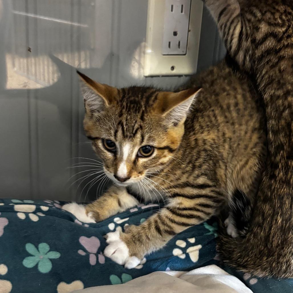 Ron, Adoptable, Kitten Male Domestic Short Hair.