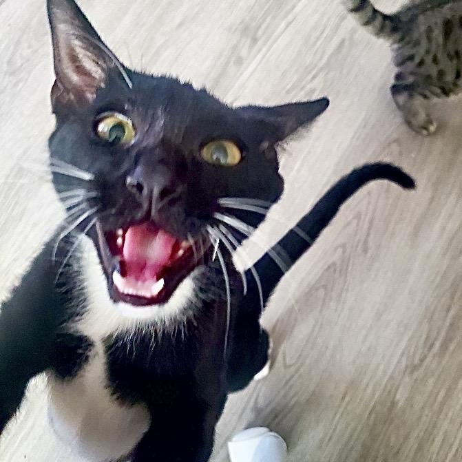 Flint, a Adoptable Domestic Short Hair in Tustin, CA image 1/4