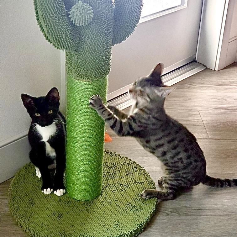 Flint, a Adoptable Domestic Short Hair in Tustin, CA image 4/4