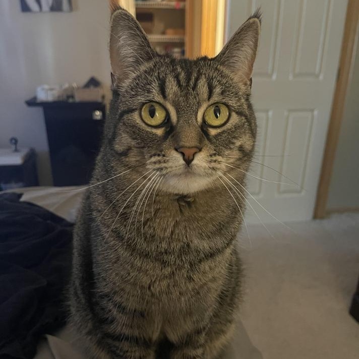 Enlarge Dash, a Adopted Domestic Short Hair in Monticello, MN image 1/2