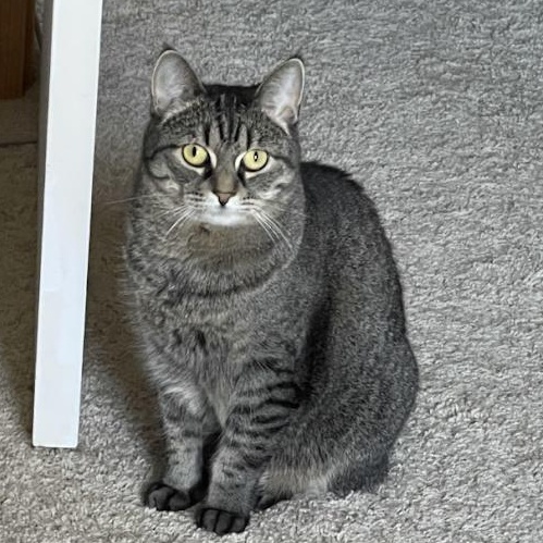 Enlarge Dash, a Adopted Domestic Short Hair in Monticello, MN image 2/2