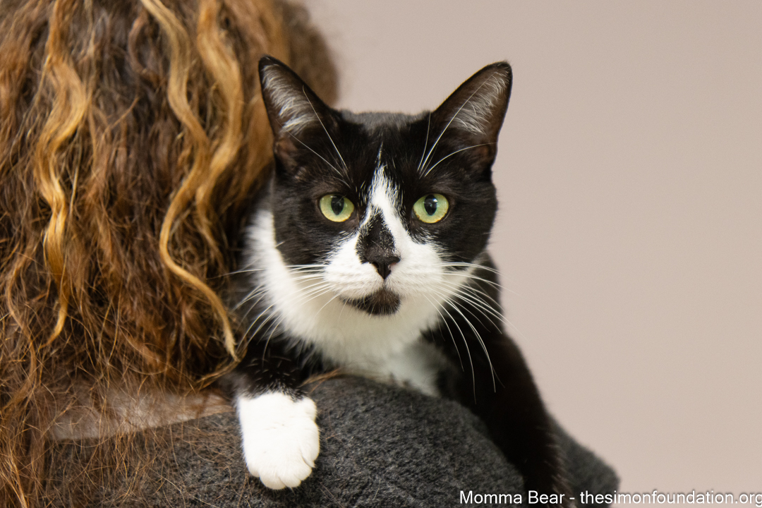 Mama Bear, Adoptable, Adult Female Domestic Short Hair.