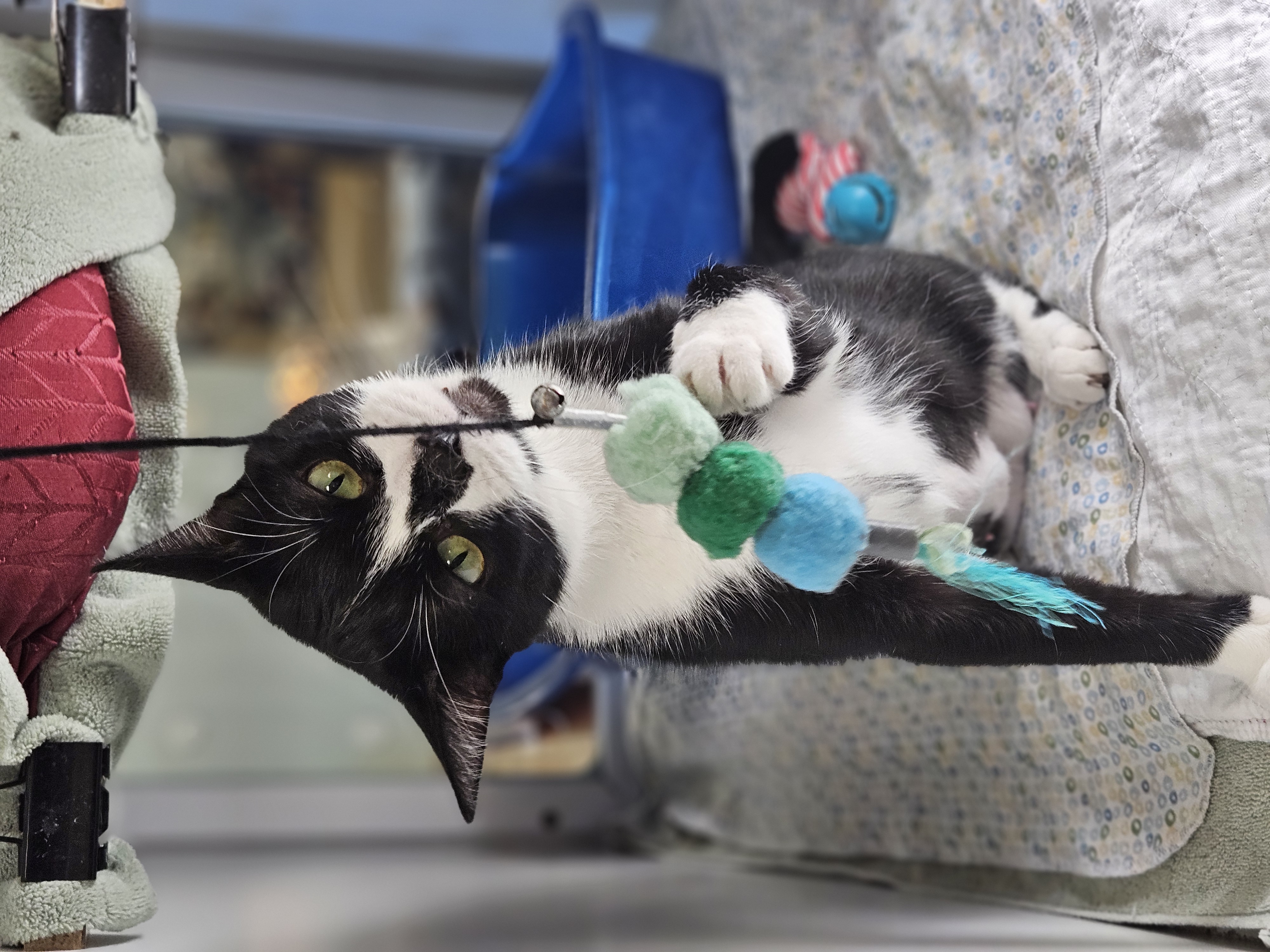 Mama Bear, a Adoptable Domestic Short Hair in Bloomfield, CT image 2/2