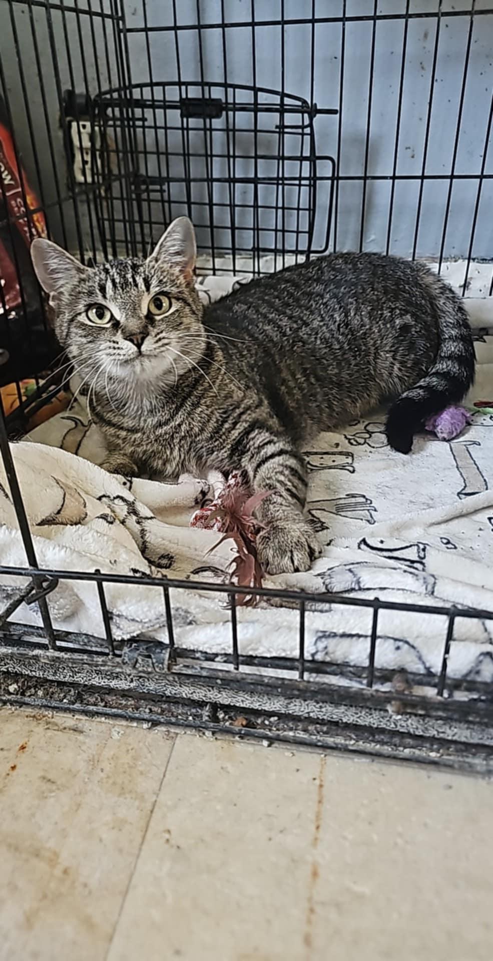 Enlarge Fireball, a Adoptable mixed breed in Anderson, IN image 1/1