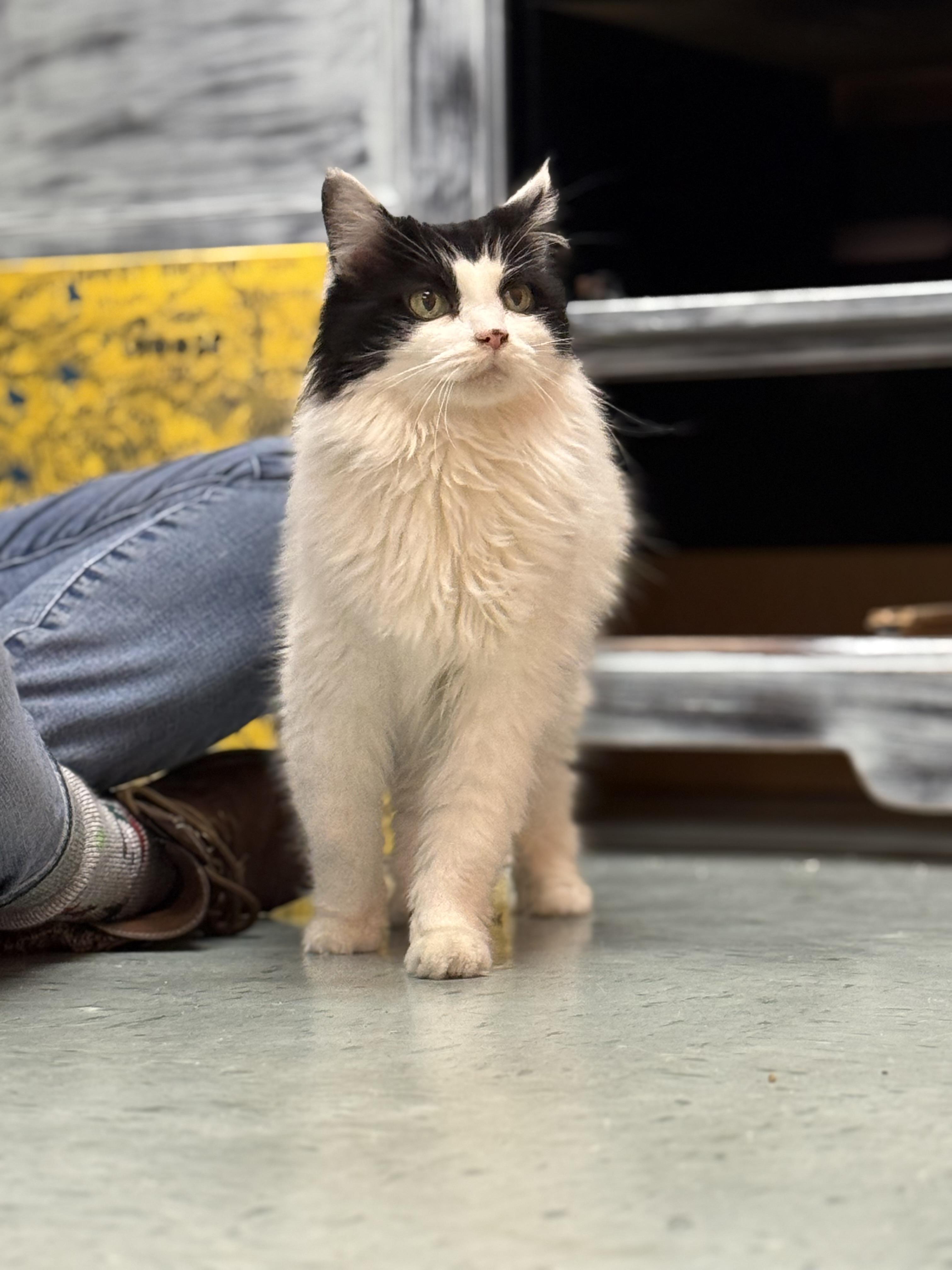 Enlarge Parmie, an adoptable Domestic Long Hair in Louisville, OH image 3/6
