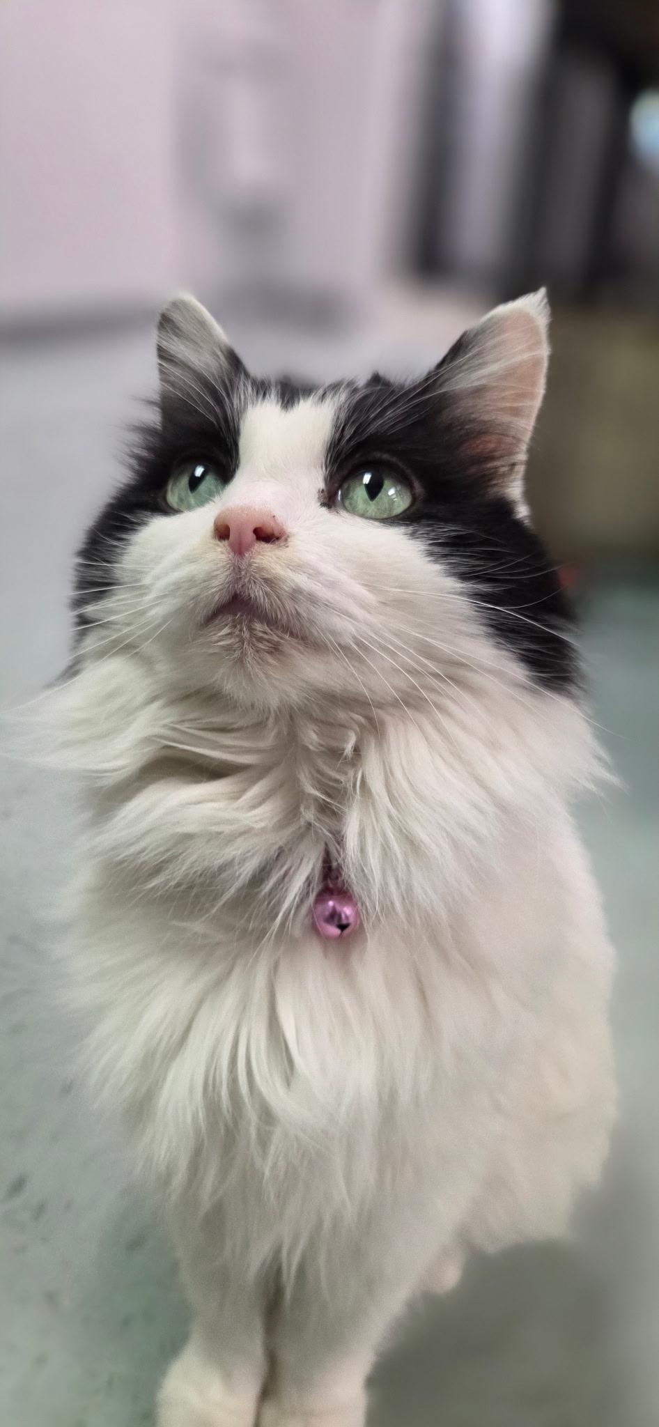 Enlarge Parmie, an adoptable Domestic Long Hair in Louisville, OH image 1/6