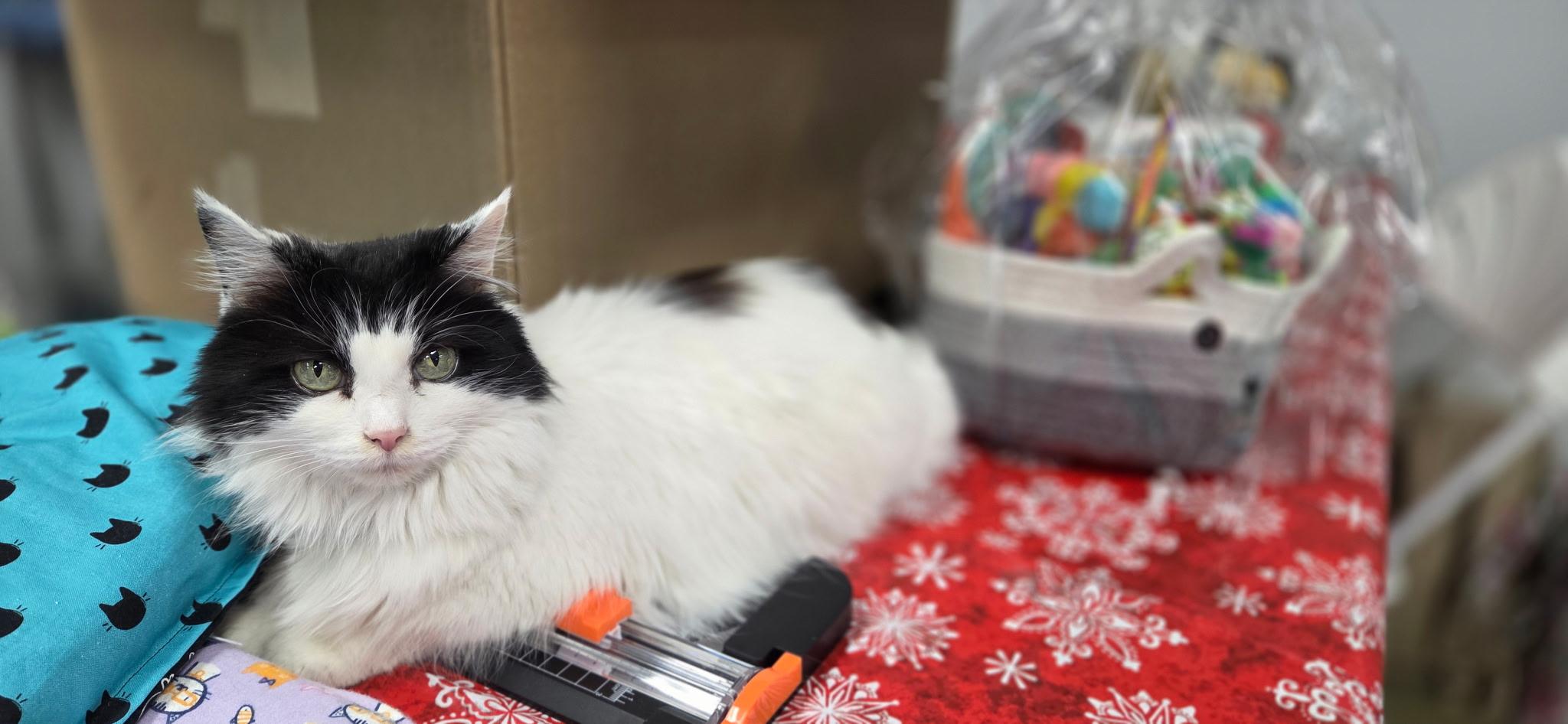 Enlarge Parmie, an adoptable Domestic Long Hair in Louisville, OH image 6/6