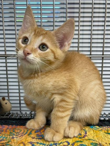 Vincent, a Adoptable Domestic Short Hair in Pompano Beach, FL image 1/2