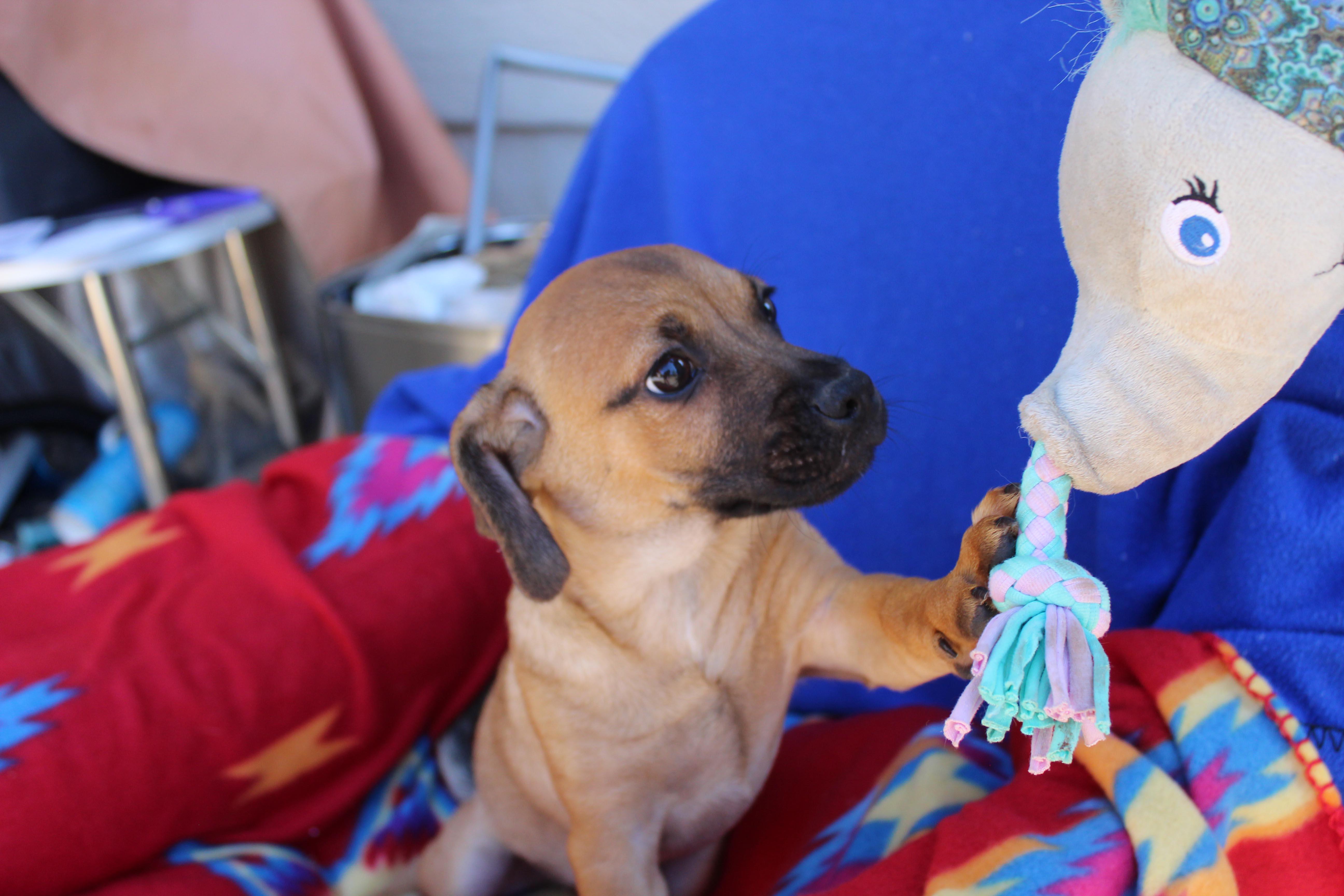 Sonny, a Adoptable mixed breed in Imperial Beach, CA image 1/5