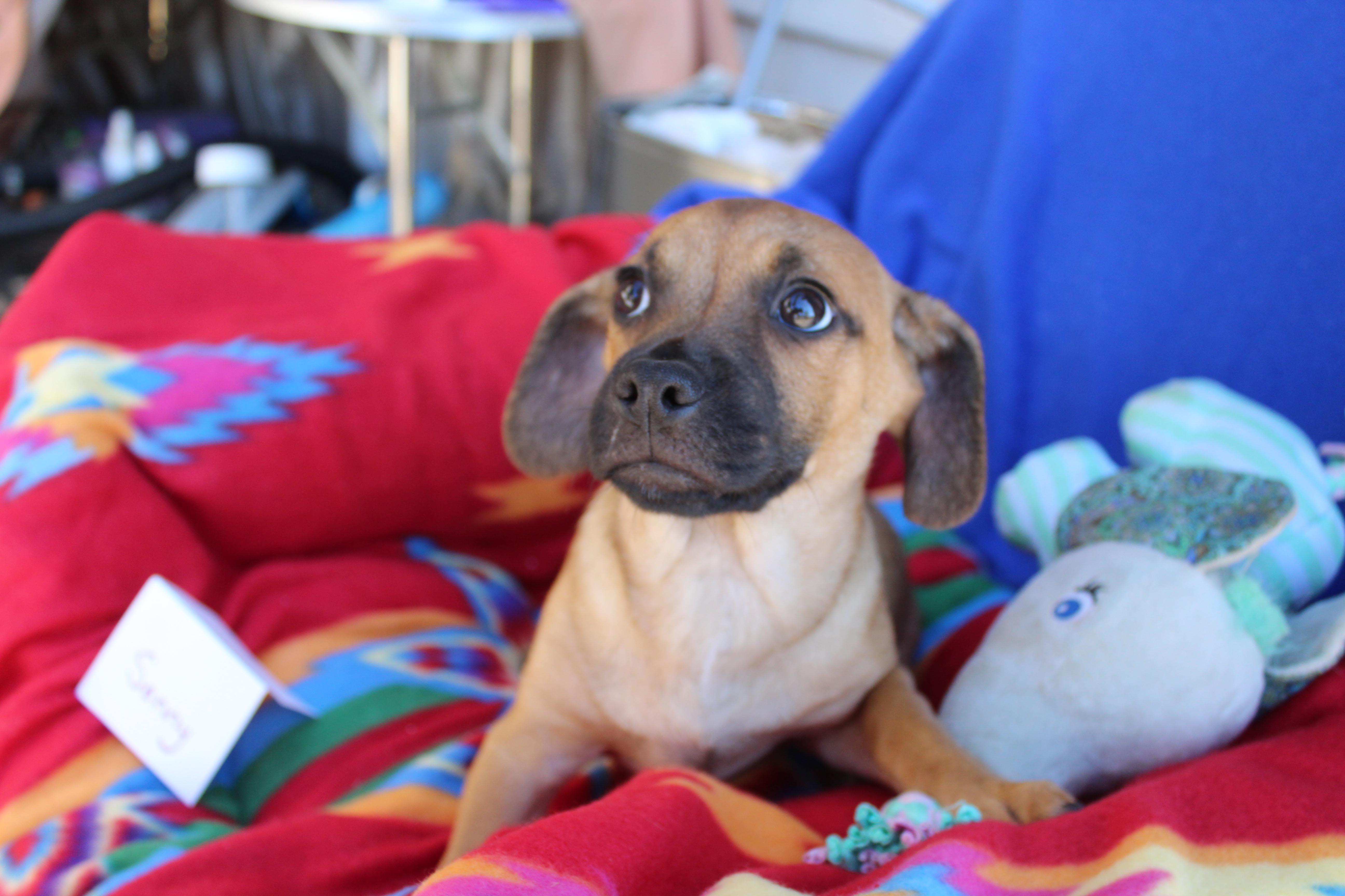 Sonny, a Adoptable mixed breed in Imperial Beach, CA image 2/5
