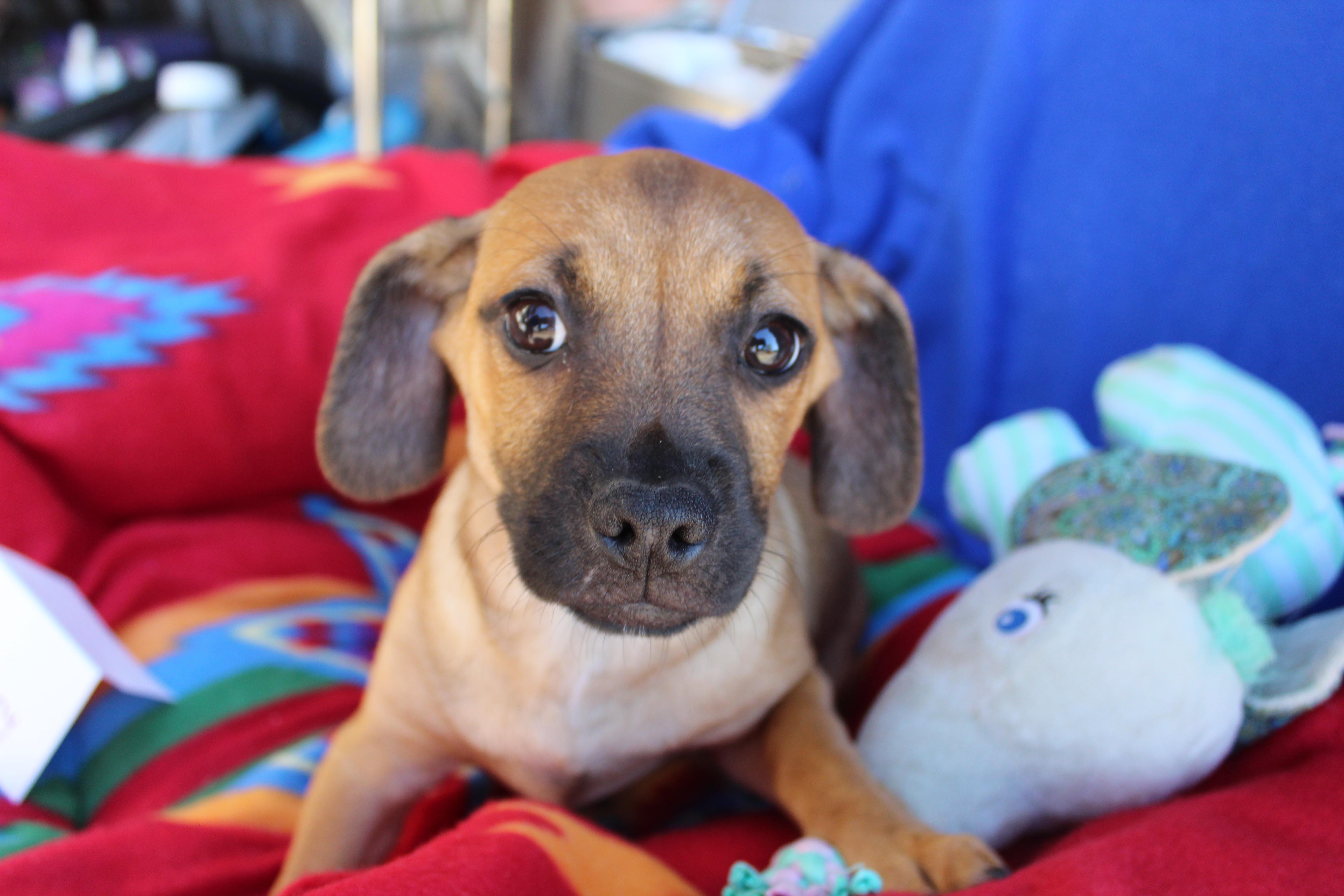 Sonny, a Adoptable mixed breed in Imperial Beach, CA image 4/5