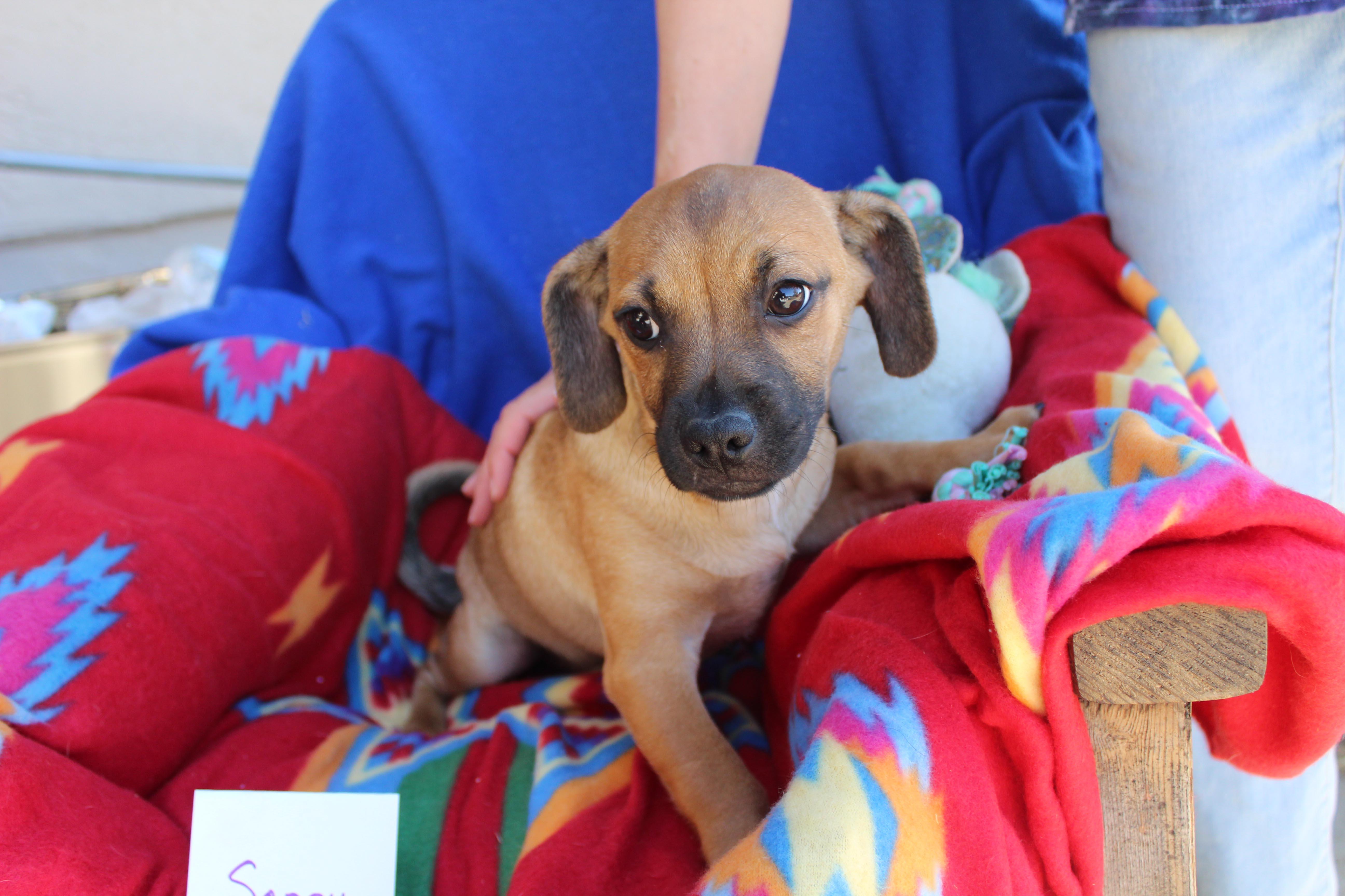 Sonny, a Adoptable mixed breed in Imperial Beach, CA image 5/5