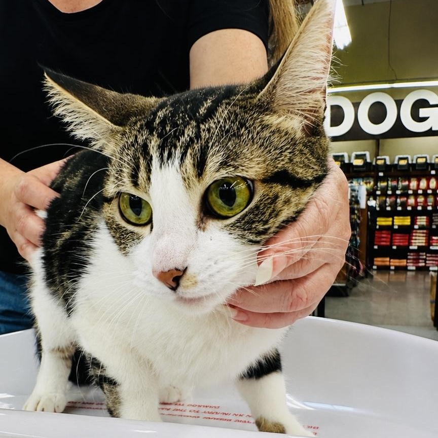 Enlarge Lucy, a Adoptable Domestic Short Hair in Sacramento, CA image 3/3