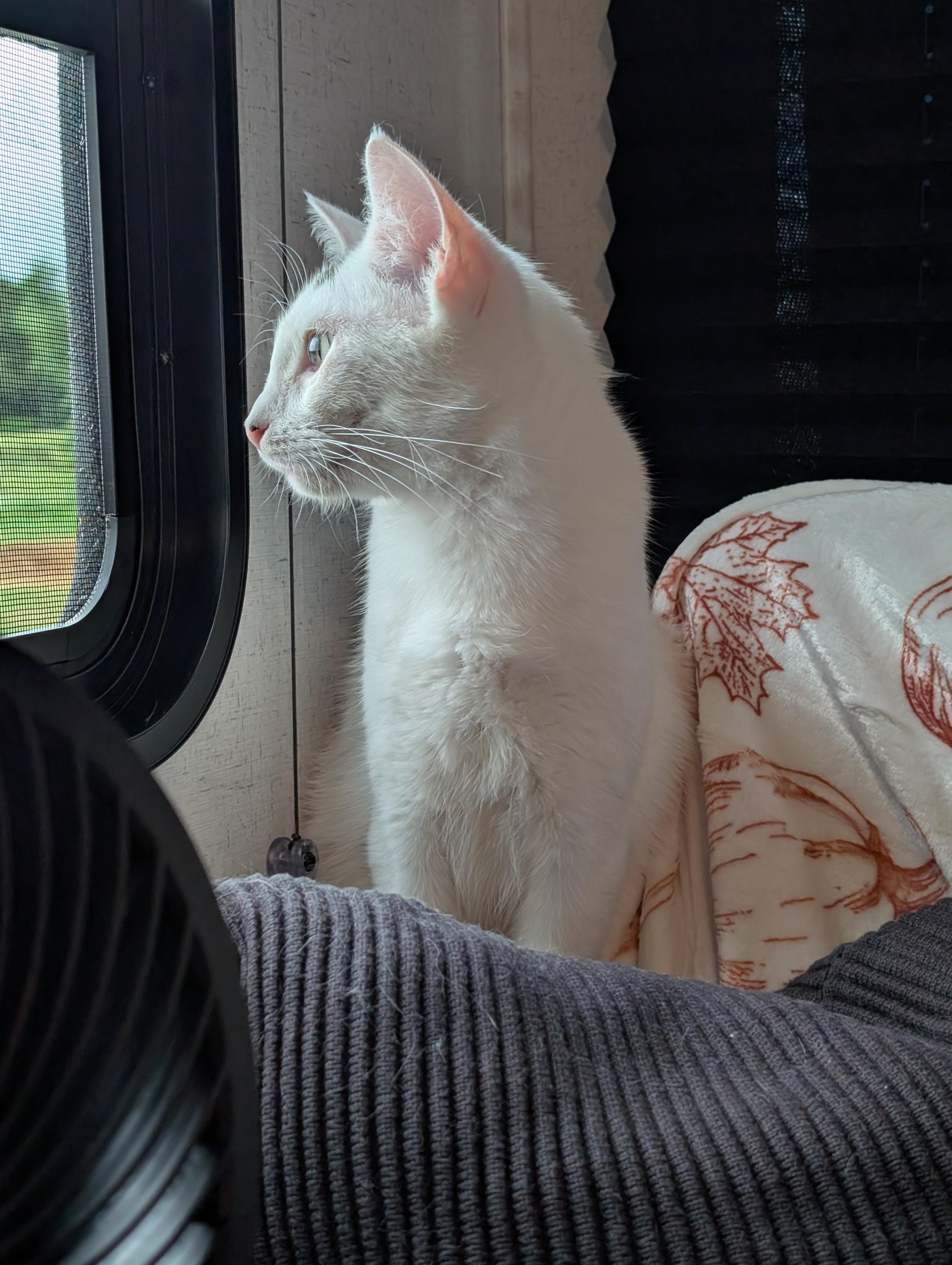 Kendall, Adoptable, Young Male Domestic Short Hair.