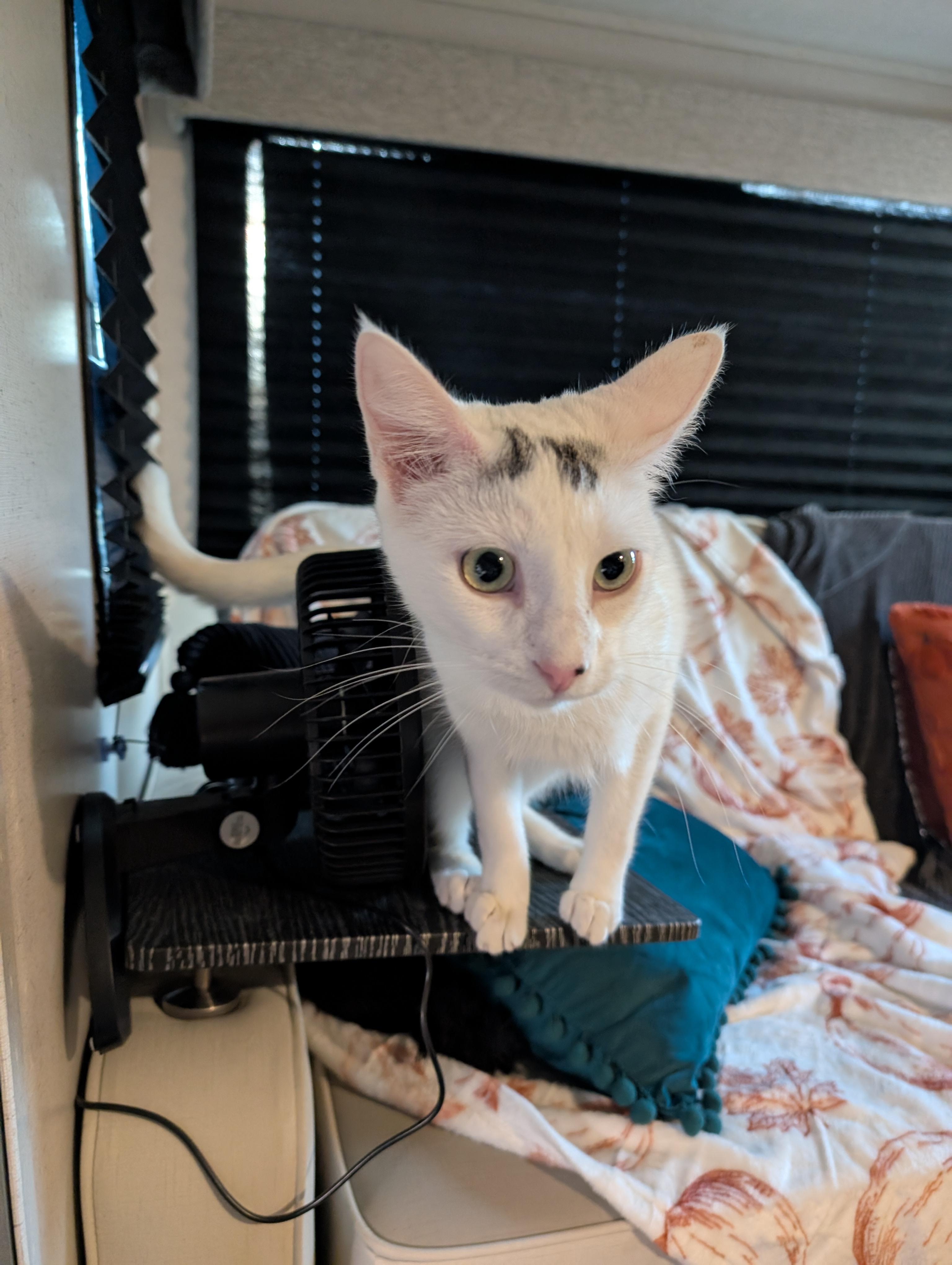 Enlarge Kendall, a Adoptable Domestic Short Hair in Cleburne, TX image 4/6