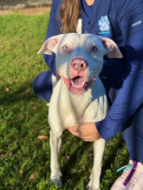 Enlarge PRINCESS, a Adoptable Staffordshire Bull Terrier in Sugar Land, TX image 1/1