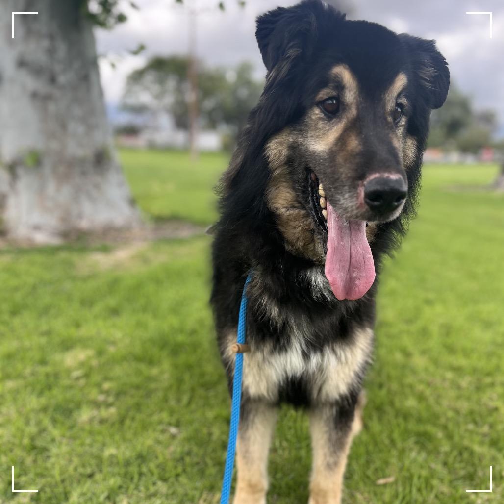 Enlarge Max, a Adoptable Shepherd in Upland, CA image 1/5