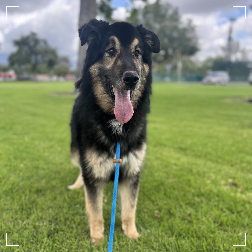Enlarge Max, a Adoptable Shepherd in Upland, CA image 2/5