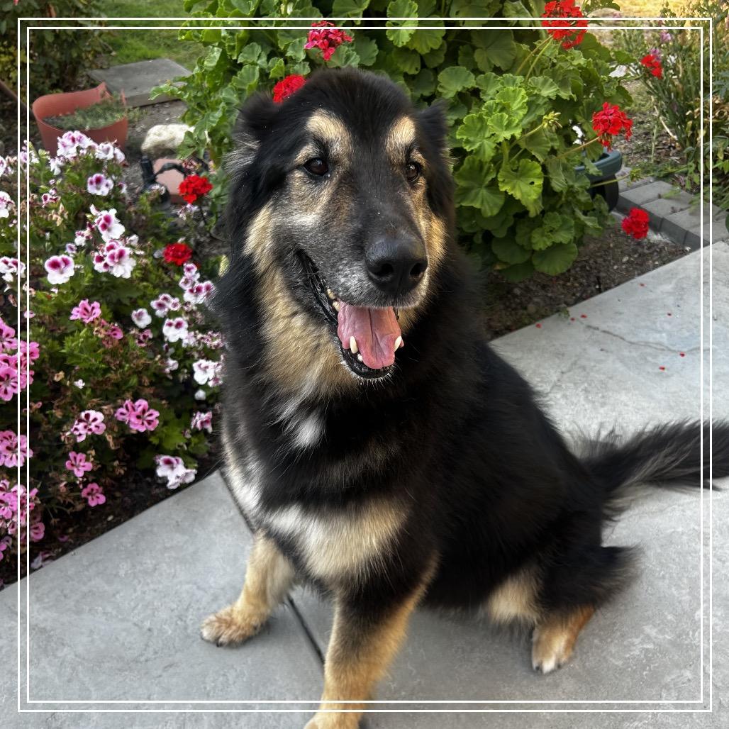 Enlarge Max, a Adoptable Shepherd in Upland, CA image 2/6
