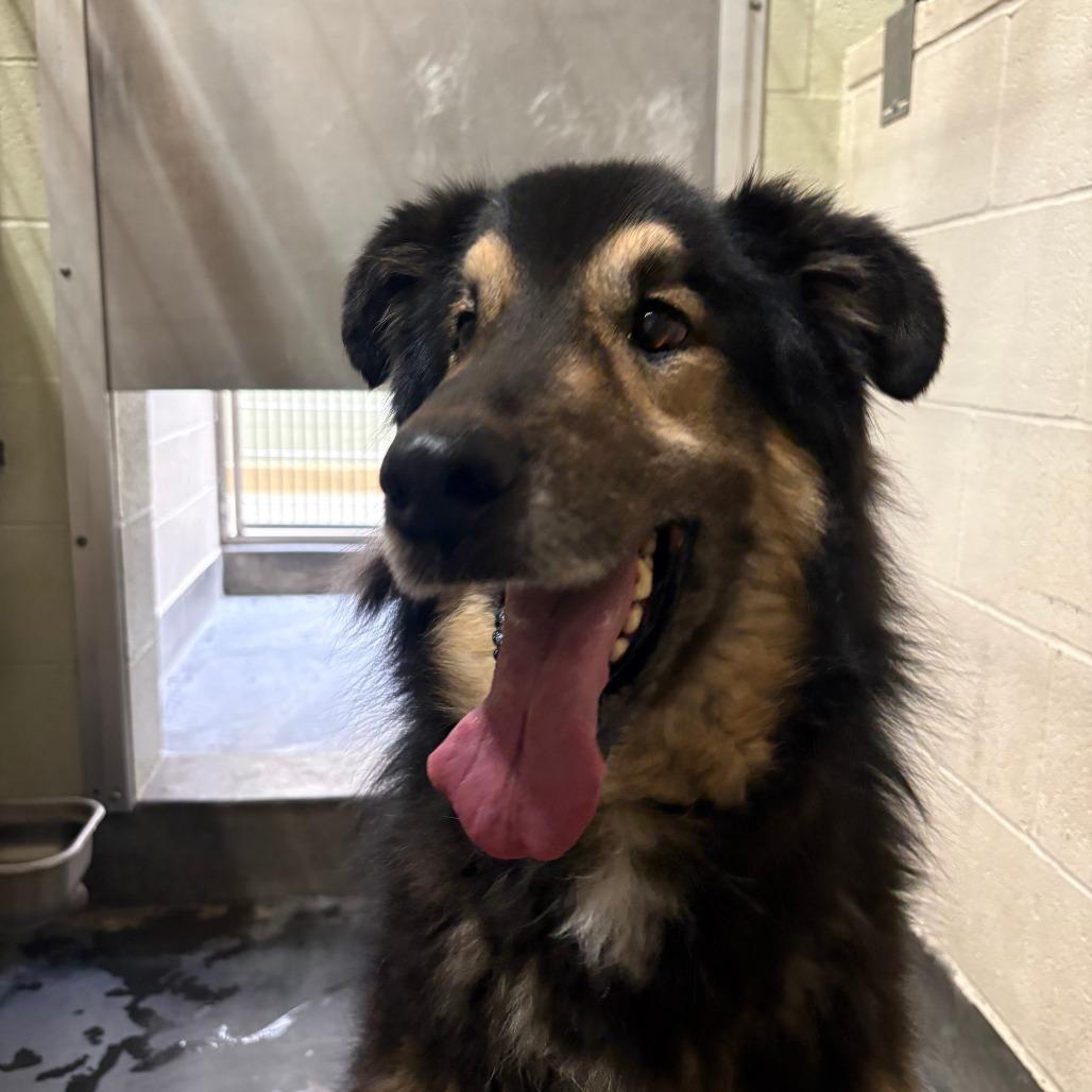 Enlarge Max, a Adoptable Shepherd in Upland, CA image 3/5