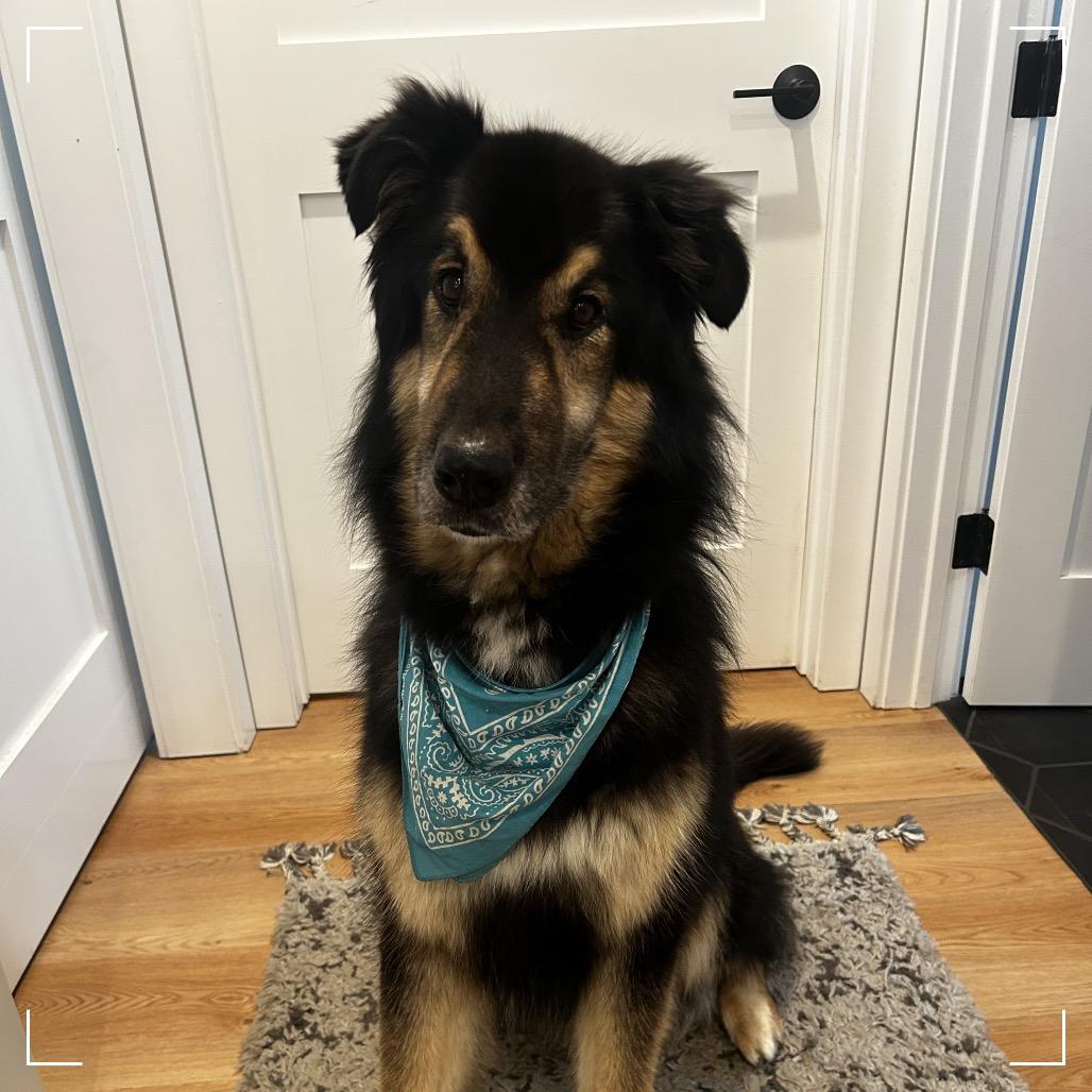 Enlarge Max, a Adoptable Shepherd in Upland, CA image 4/6