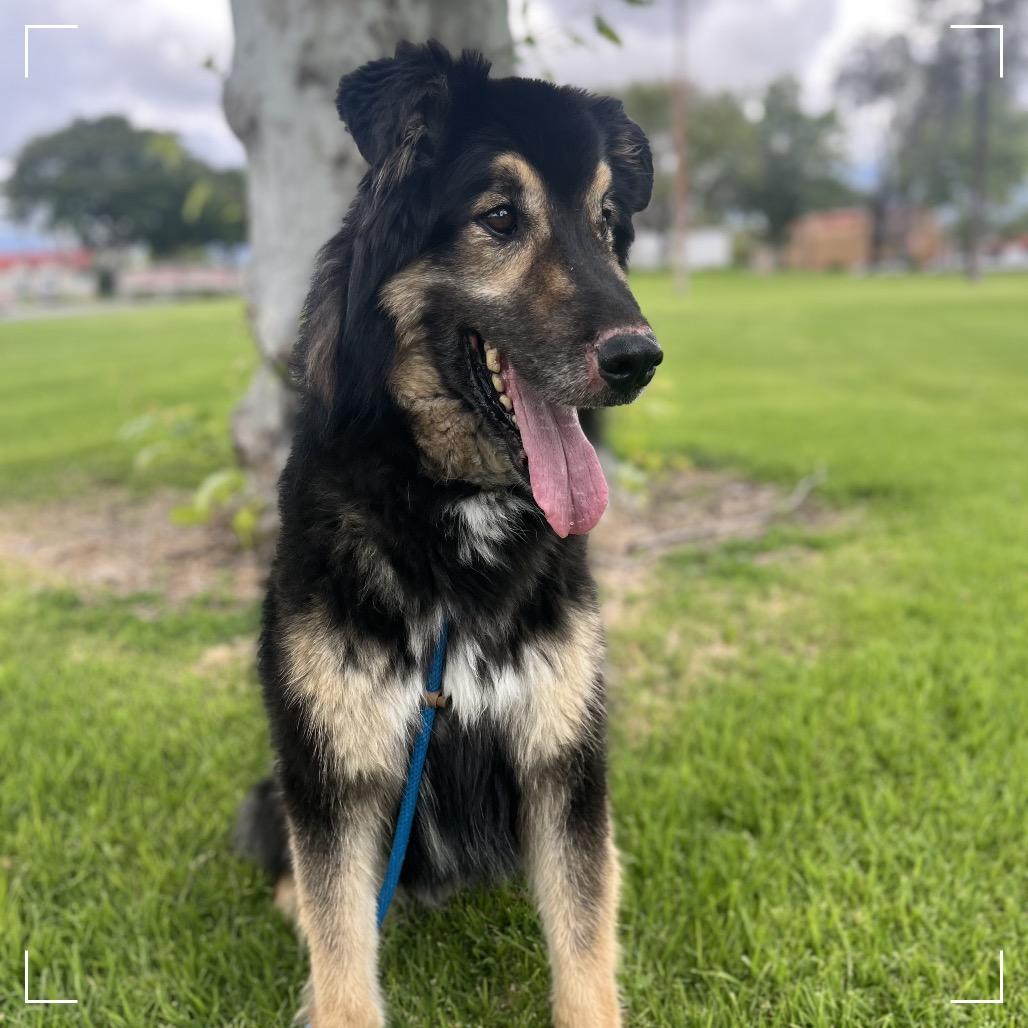 Enlarge Max, a Adoptable Shepherd in Upland, CA image 4/5
