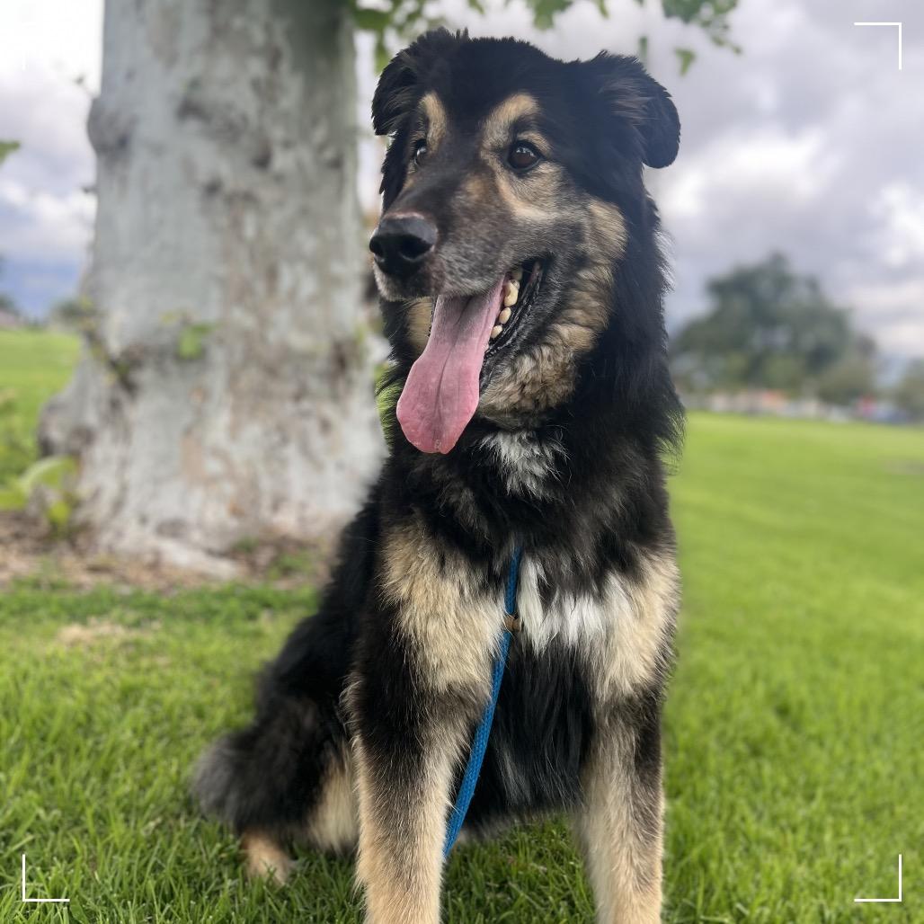 Enlarge Max, a Adoptable Shepherd in Upland, CA image 5/5