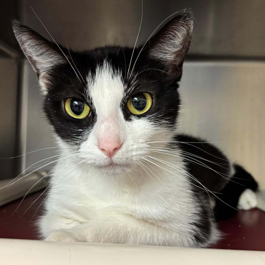 Tails, Adoptable, Adult Female Domestic Short Hair.