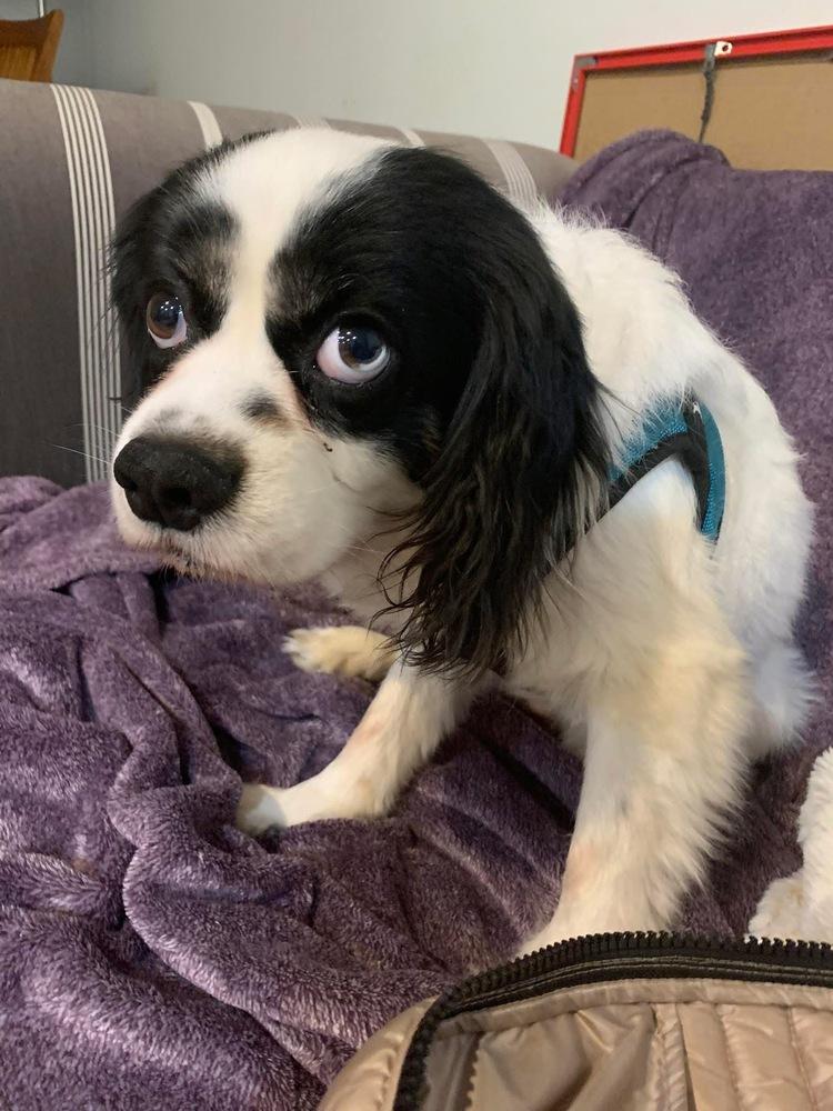 Enlarge King Charles, a Adoptable Cavalier King Charles Spaniel in Mundelein, IL image 1/6