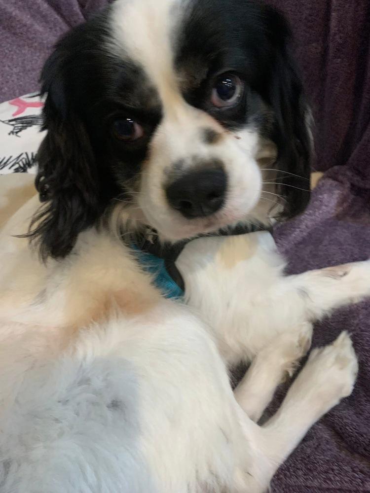 King Charles thumbnail 2