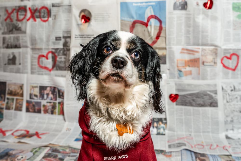 King Charles thumbnail 3