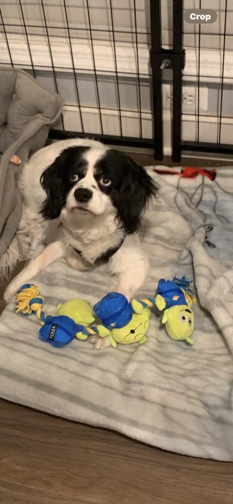 Enlarge King Charles, a Adoptable Cavalier King Charles Spaniel in Mundelein, IL image 3/6