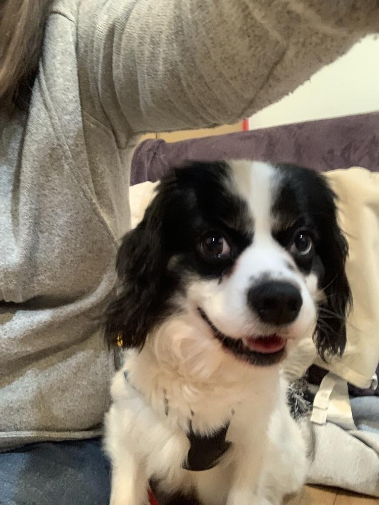 Enlarge King Charles, a Adoptable Cavalier King Charles Spaniel in Mundelein, IL image 4/6