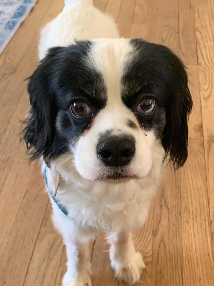 Enlarge King Charles, a Adoptable Cavalier King Charles Spaniel in Mundelein, IL image 6/6