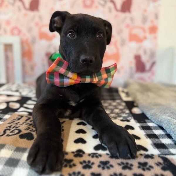 January baby Bandera